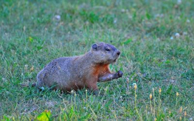 Getting Rid of Ground-hogs