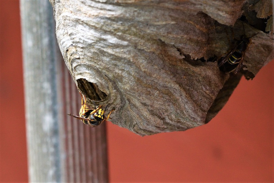 Keeping the Wasps Away – Gainesboro, TN