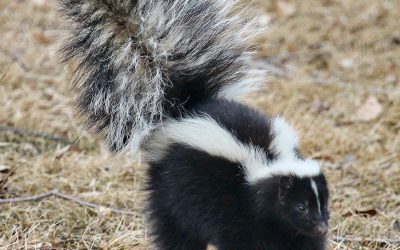 Wild Animal Control – No More Skunks! – Cookeville, TN