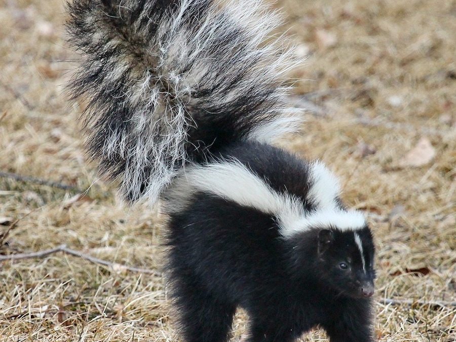 Wild Animal Control – No More Skunks! – Cookeville, TN | Smiths Wild Animal  Control | Cookeville TN | Middle TN
