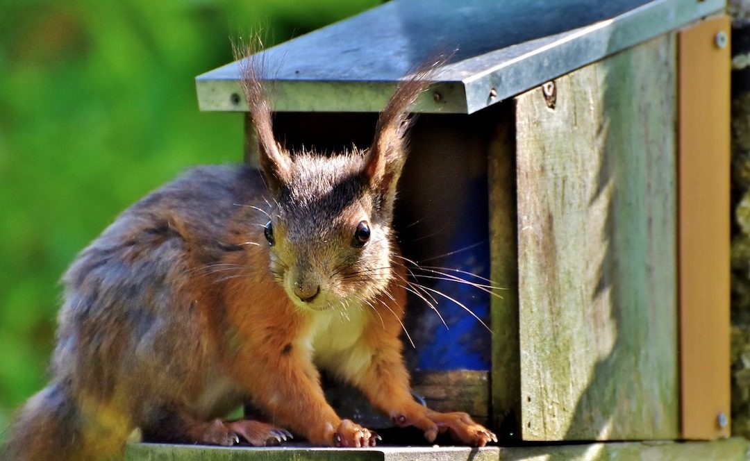 Rid My Cabin of those Pesky Gray Squirrels – Gallatin, TN